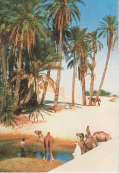 Sahara - TN 1998 95 001 ●