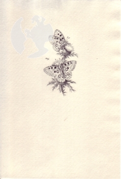 CZ Motýli - Jindra Schmidt