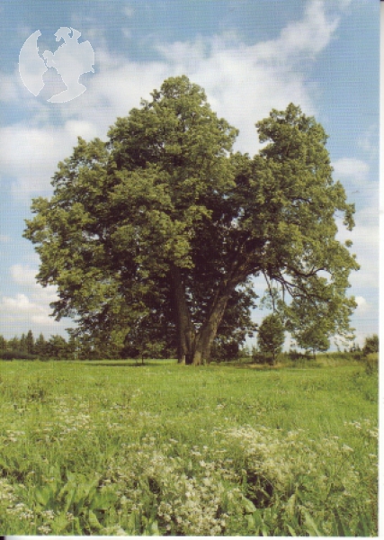 Horní Bradlo xxxx 95 007 **